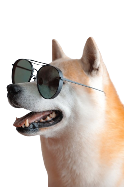 Happy dog wearing sunglasses
