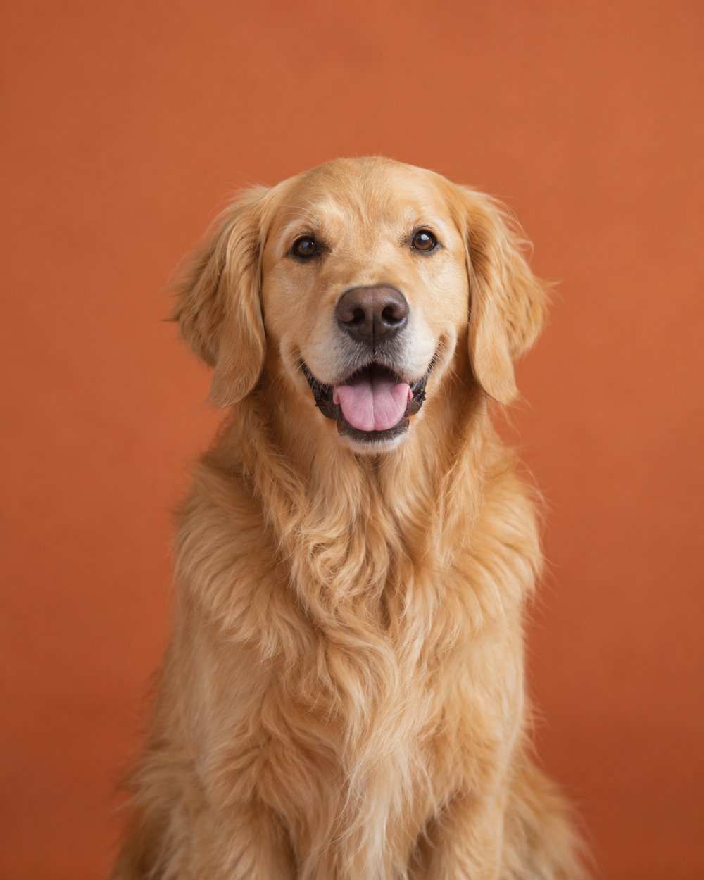 A happy golden retriever against a warm terracotta background